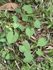 Ipomoea obscura
