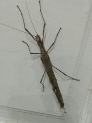 Trachythorax maculicollis