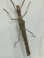 Trachythorax maculicollis