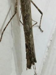 Trachythorax maculicollis