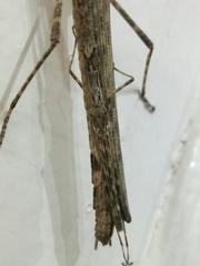 Trachythorax maculicollis