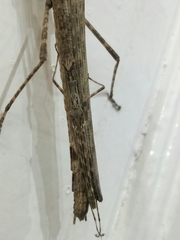 Trachythorax maculicollis