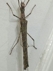 Trachythorax maculicollis
