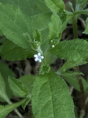 Bothriospermum zeylanicum