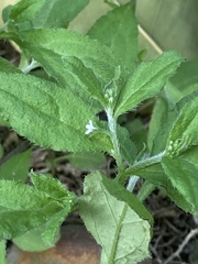 Bothriospermum zeylanicum