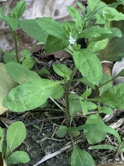 Bothriospermum zeylanicum