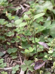Cyanthillium cinereum