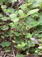 Cyanthillium cinereum