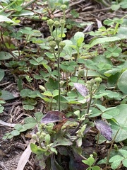 Cyanthillium cinereum