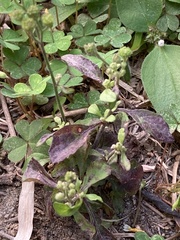Cyanthillium cinereum