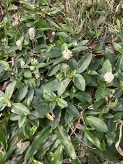 Gomphrena celosioides