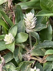 Gomphrena celosioides