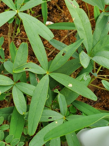 Tephrosia lupinifolia image