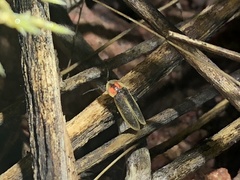 Photinus knulli