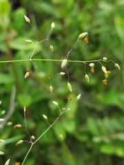 Tricholaena monachne