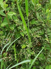 Tricholaena monachne