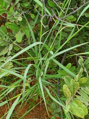 Tricholaena monachne