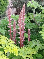 Orobanche minor