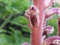 Orobanche minor