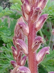 Orobanche minor