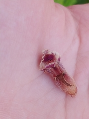 Orobanche minor