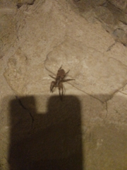 Zoropsis spinimana
