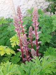 Orobanche minor