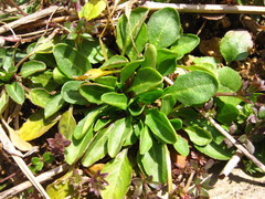 Thlaspi arvense