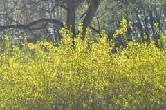 Forsythia × intermedia