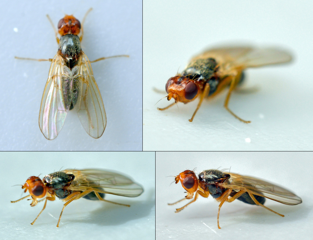 Chamaepsila limbatella