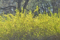 Forsythia × intermedia