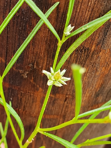 Limeum sulcatum var. sulcatum image