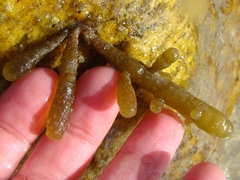 Splachnidium rugosum