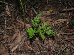 Botrychium australe