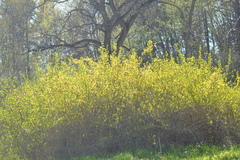 Forsythia × intermedia