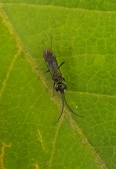 Dolichurus