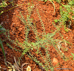 Magnoliopsida