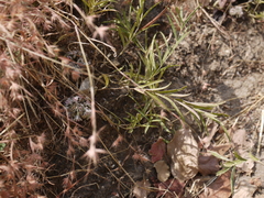 Lepidagathis trinervis