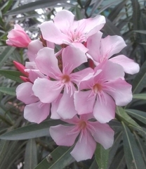 Nerium oleander