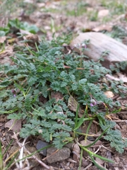Erodium cicutarium cicutarium