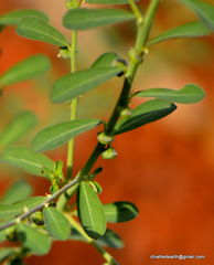 Magnoliopsida