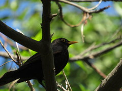 Turdus merula cabrerae