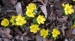 Eranthis hyemalis