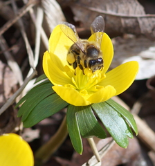 Apis mellifera