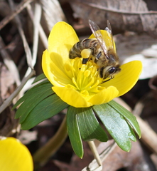 Apis mellifera