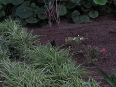 Turdus merula cabrerae