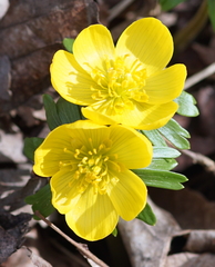Eranthis hyemalis