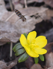 Episyrphus balteatus