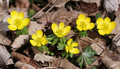 Eranthis hyemalis