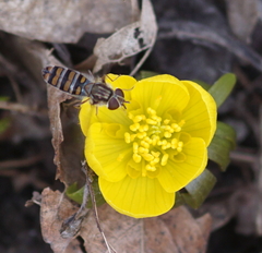 Episyrphus balteatus